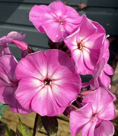 Phlox 'Famous Light Purple' - image 1