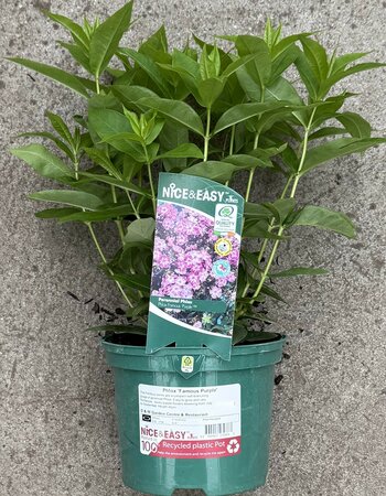Phlox 'Famous Purple'
