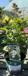 Phlox 'Famous White'