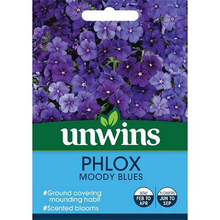 Phlox Moody Blues