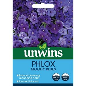 Phlox Moody Blues