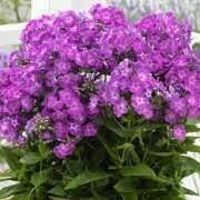 Phlox pan. 'Famous Purple'