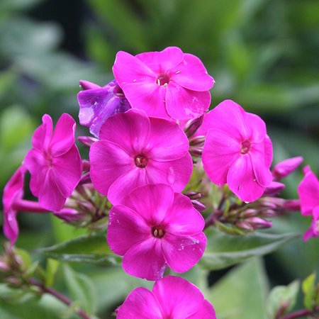 PHLOX pan. Famous Purple