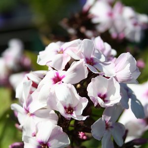 PHLOX pan. Famous White with Eye