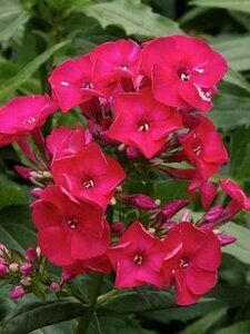 Phlox pan. 'Flame' mix / 2 Ltr pot