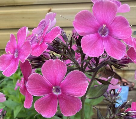 Phlox pan 'Purple Eye' - image 1
