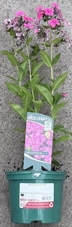 Phlox pan 'Purple Eye' - image 2