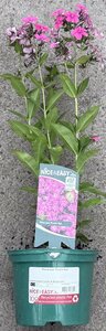 Phlox pan 'Purple Eye' - image 2