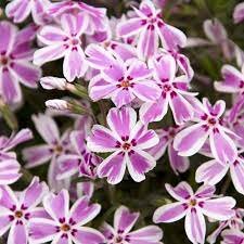 Phlox (S) 'Candy Stripes'