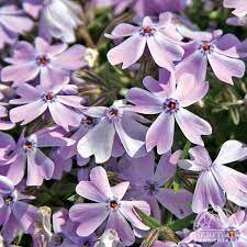 Phlox (S) 'Emerald Cushion Blue'