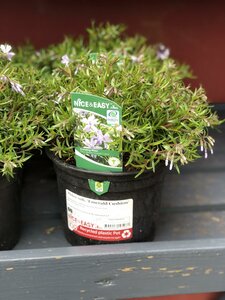 Phlox sub. 'Emerald Cushion'