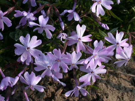 PHLOX sub. Fabulous Exp. Blue Dark Centre