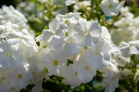 PHLOX sub. Fabulous White
