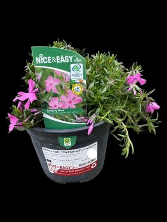 Phlox sub. 'McDaniel's Cushion