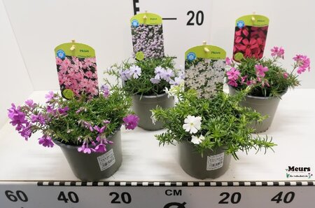 Phlox subulata mix