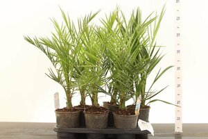 Phoenix canariensis
