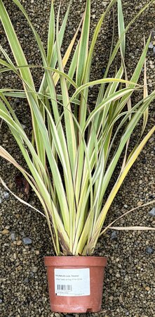 PHORMIUM cook. Tricolor