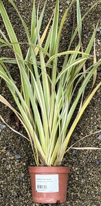 PHORMIUM cook. Tricolor