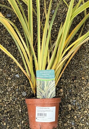 PHORMIUM Golden Ray