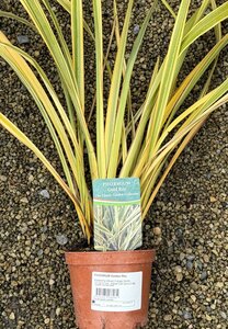 PHORMIUM Golden Ray