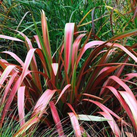 PHORMIUM Jester