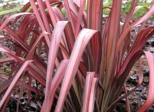 PHORMIUM Pink Panther