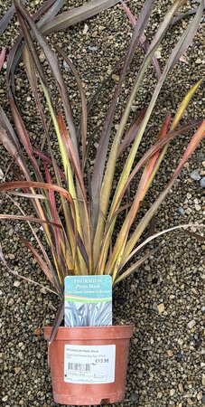 PHORMIUM Platts Black