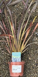PHORMIUM Platts Black