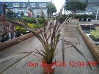 Phormium Platts Black