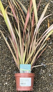 PHORMIUM t. Evening Glow