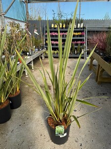 PHORMIUM TENAX DUET