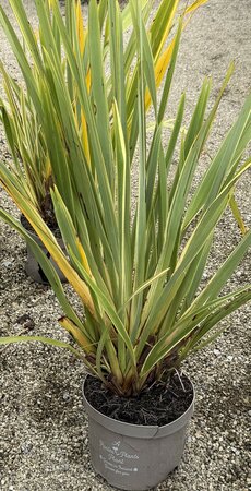 PHORMIUM TENAX DUET