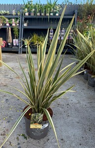 PHORMIUM TENAX GOLDEN RAY