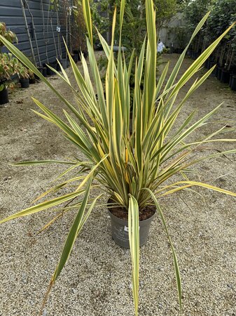 PHORMIUM TENAX GOLDEN RAY