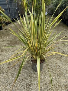 PHORMIUM TENAX GOLDEN RAY