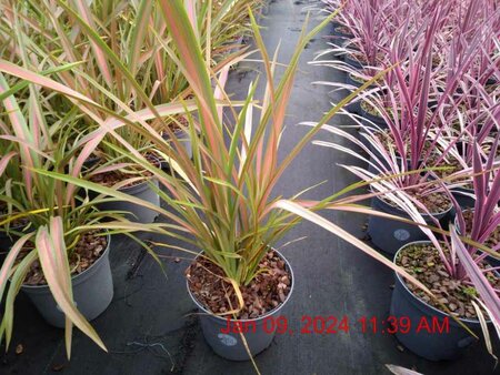 PHORMIUM TENAX JESTER