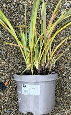 PHORMIUM TENAX JESTER