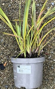 PHORMIUM TENAX JESTER