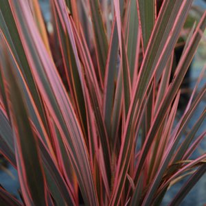 PHORMIUM TENAX RAINBOW QUEEN