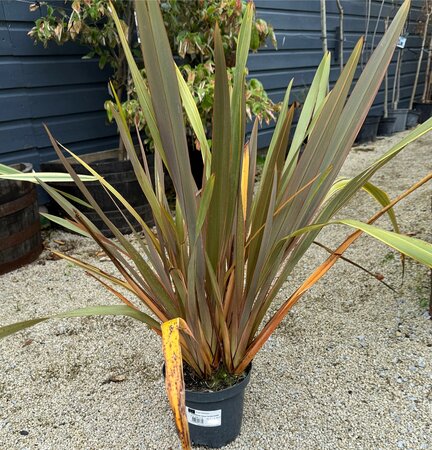 PHORMIUM TENAX SUNDOWNER