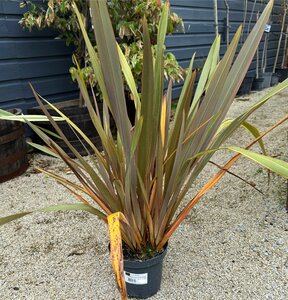 PHORMIUM TENAX SUNDOWNER