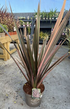 PHORMIUM TENAX SUNDOWNER