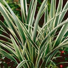 PHORMIUM TENAX TRICOLOR