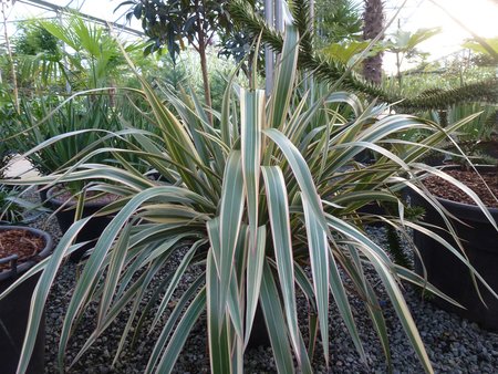 PHORMIUM TENAX TRICOLOR