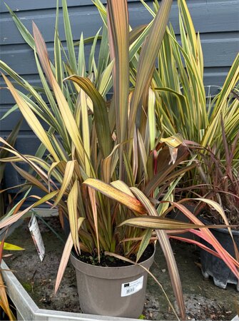 PHORMIUM TENAX VENEER