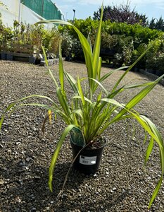 PHORMIUM TENAX YELLOW WAVE