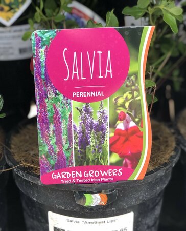 Salvia Amethyst Lips