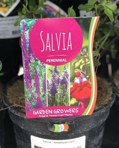 Salvia Amethyst Lips