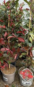 Photina 'Red Robin'