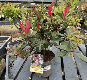 PHOTINIA F. CARRE ROUGE